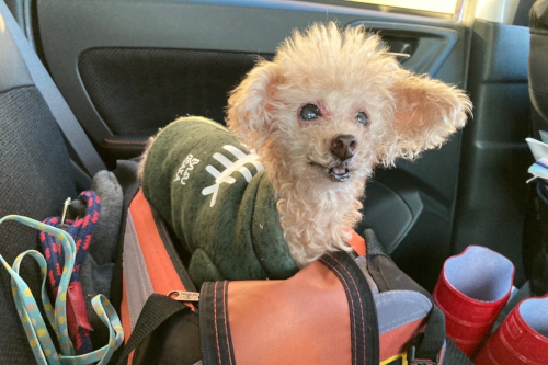 写真：犬のあず