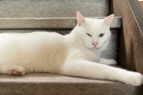 写真：猫のシロ