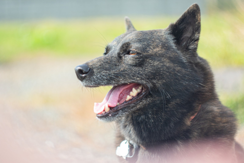 写真：犬のもも